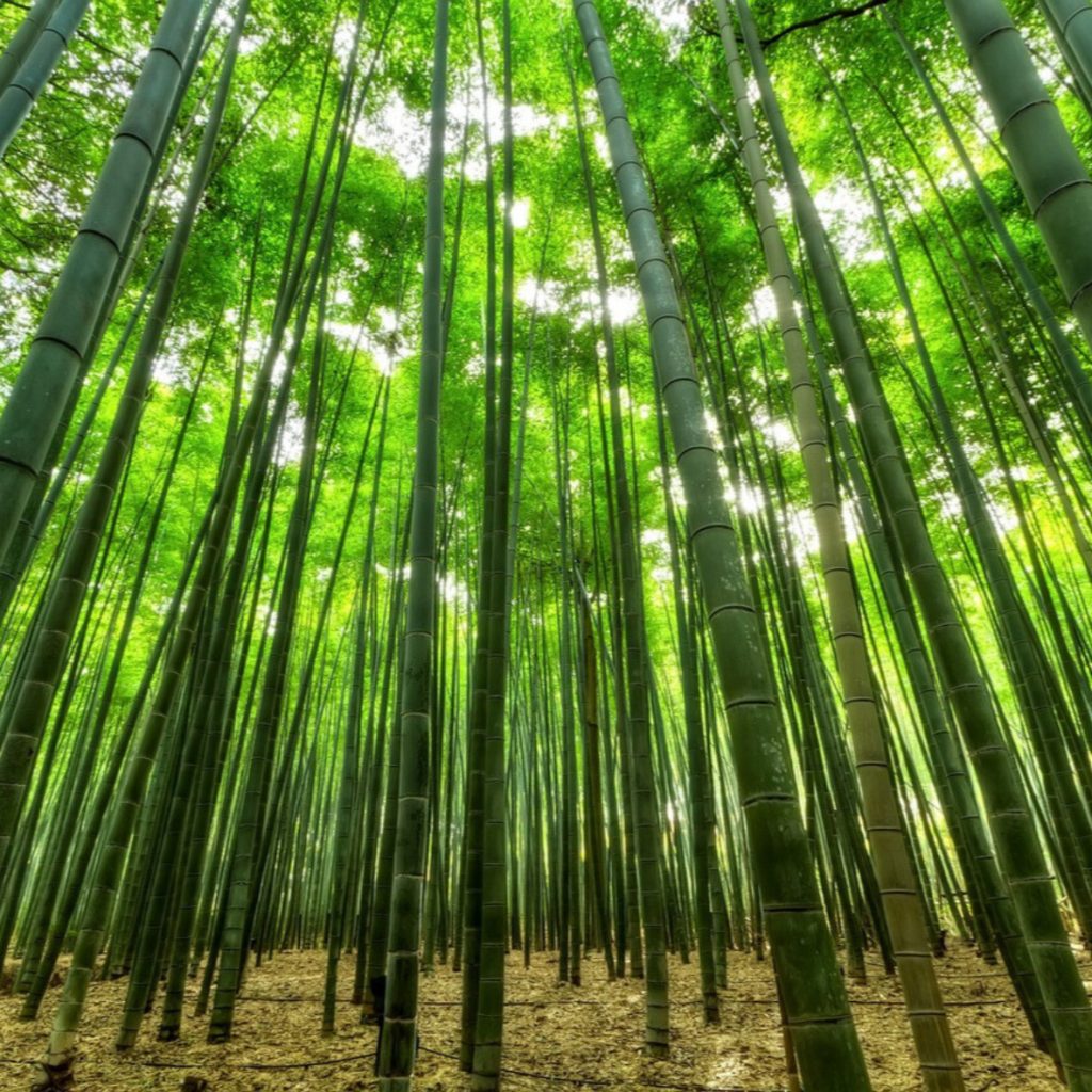 A serene bamboo forest where sunlight filters through the tall green stems.